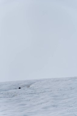 Antarktika Yarımadası 'ndaki Danco adasındaki bir koloninin karlı bir arazisinde penguen otobanı boyunca yürüyen Gentoo Penguen-Pygoscelis papağanının yakın çekimi.