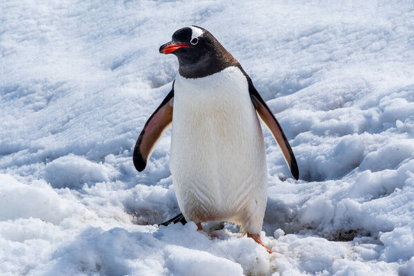 Close-up of a Gentoo Penguin -Pygoscelis papua- walking in a snowy landscape of Trinity Island, on the Antarctic Peninsula