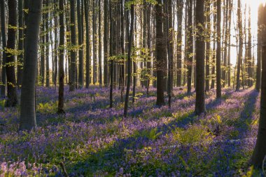 Yükselen güneş illumingating Hallerbos, bir bahar sabahı bluebells flowerbed.