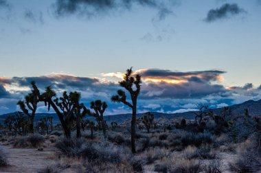 Gün batımında Joshua Tree Ulusal Parkı 'nın manzara görüntüsü.