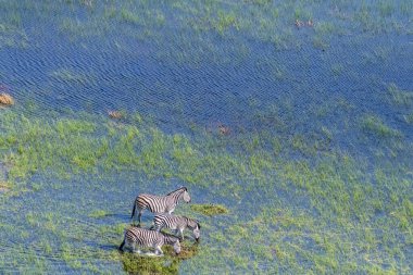 Aerial shot of a herd of Zebras grazing in the Okavango delta wetlands in Botswana.