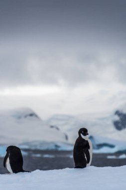 Antarktika Yarımadası 'ndaki balık adalarının yakınlarındaki bir buzdağında duran iki Adelie Pengueni' nin yakın çekimi.