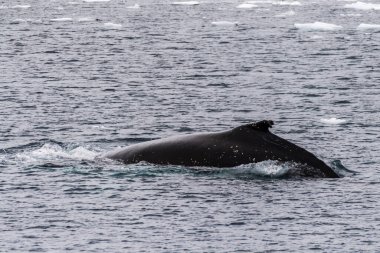 Dalış yapan bir kambur balinanın arkası Megaptera novaeanglia- sırt yüzgeci ve şişme deliği de dahil. Görüntü, Antarktika yarımadasındaki Lemaire kanalının girişinden alınmıştır..