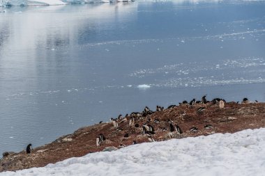 Danco Adası 'ndan panoramik manzara, Antarktika Yarımadası' nda kar ve eriyen buzları ön plana çıkarıyor. Ön plan Gentoo Penguen kolonisi tarafından kurulmuştur Pygoscelis papua.