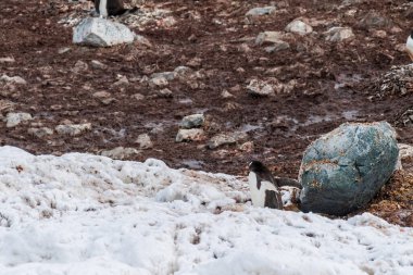 Antarktika Yarımadası 'ndaki Danco Adası' ndaki Gentoo Penguen-Pygoscelis papua kolonisinin etkisi.
