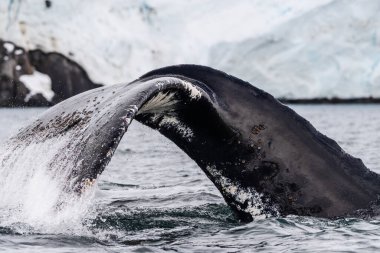 Dalış yapan bir kambur balinanın kuyruğuna yakın plan. Megaptera novaeangliae. Görüntü Graham geçidinde çekildi, Charlotte Körfezi, Antarktika Yarımadası yakınlarında..