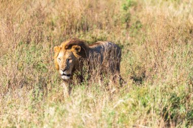 Serengeti, Tanzanya düzlüklerinde yürüyen erkek bir aslan olan Panthera Leo ile yakın temasta..