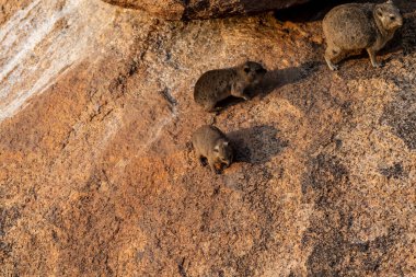 The Hyrax, or Dassie -Procavia capensis- is the evolutionary nearest relative of the elephant. Seen here climbing on the rocks near Spitzkoppe, Namibia. clipart