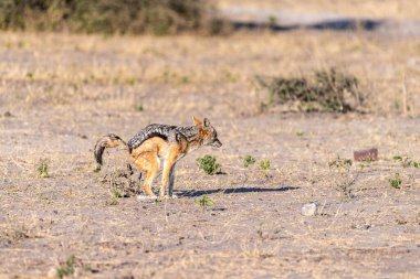 Close-up of a side-striped Jackal -Canis Adustus- roaming around Chobe national park, Botswana on an early morning. clipart