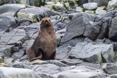 Antarktika Kürk Foku - Arctocephalus ceylanı Antarktika Yarımadası 'ndaki balık adaları yakınlarındaki bir kayanın üzerinde duruyor.