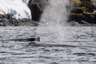 Dalış yapan bir kambur balinanın arkası Megaptera novaeanglia- sırt yüzgeci ve şişme deliği de dahil. Görüntü, Graham geçidinde, Antarktika yarımadasındaki Üçlemeci adasının yakınında çekildi..