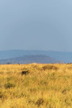 Dişi bir aslan olan Panthera Leo 'nun telefonu sabahın erken saatlerinde Serengeti, Tanzanya' nın geniş arazisinde yürüyordu.