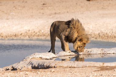 Namibya 'daki Etosha Ulusal Parkı' ndaki bir su birikintisinden su içen erkek aslan Panthera Leo 'nun yakın çekimi..