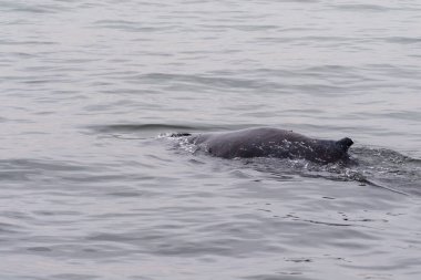 Walvis Körfezi, Namibya 'da kısmen yüzeye çıkan bir balinanın sırt yüzgecinin yakın çekimi..