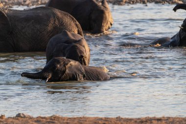 Afrika fili Loxodonta Africana sürüsünün Etosha Ulusal Parkı 'ndaki bir su birikintisinde banyo yaparken çekilmiş resmi..