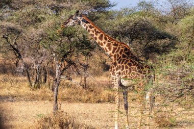 Serengeti, Tanzanya 'daki akasya ağaçlarıyla beslenen Zürafa Zürafa Tippelskirchi- Masai' nin yakın çekimi