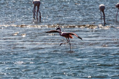 Büyük Flamingolar - Phoenicopterus gülü - Walvis Körfezi kıyıları boyunca, Namibya.