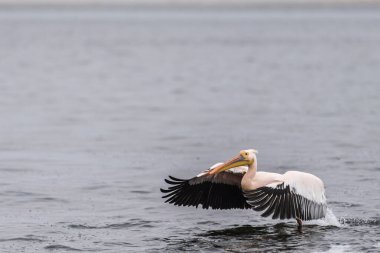 Walvis Bay, Namibya yakınlarındaki büyük beyaz pelikan -Pelecanus onocrotalus 'un telefon görüntüsü.