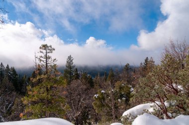 Yosemite Ulusal Parkı 'ndaki Mariposa Korusu' na giden karla kaplı yürüyüş yolunun dışı..
