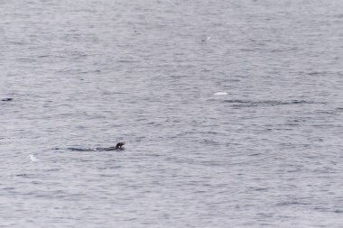Adelie Penguenleri 'nin telefonu Pygoscelis Adelia- Antarktika Yarımadası boyunca Prospect Point yakınlarında suya girip çıkıyor.