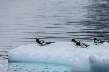 Close-up of a group of Cape Petrels - Daption capense- resting on an iceberg near Danco Island, on the Antarctic Peninsula clipart