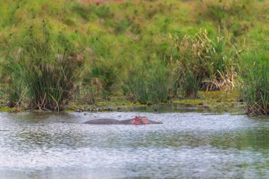 Hippopotamus, Hippopotamus amfibisi, Thomson Şelalesi yakınlarındaki Manguo Hippo havuzuna kısmen batırılmış, Kenya