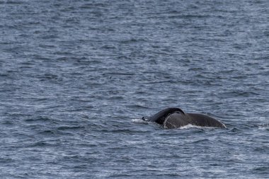 Antarktika Yarımadası 'ndaki Anvers Adası yakınlarında sahnenin etkisi. Ön planda dalış yapan bir kambur balina -Megaptera novaeanglie- gösteriliyor.