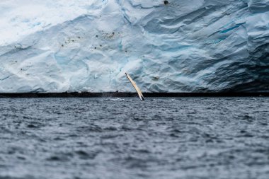 Close-up of the lateral fin of a feeding Humpback Whale -Megaptera novaeangliae- agains the background of a Glacier, near Graham passage and Charlotte Bay on the Antarctic Peninsula clipart