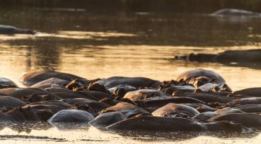 Serengeti Ulusal Parkı, Tanzanya 'da bir su aygırı havuzunda kısmen yüzen bir grup hipopotam olan Hippopotam' ın telefonu.