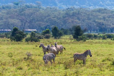 Kenya 'daki Nakuru Gölü Milli Parkı' nda otlayan bir zebra sürüsü.