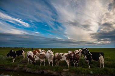 Vaddenzee sınırındaki Frizya çamur düzlüklerinde bir hendek boyunca gezinen bir sığır sürüsünün açık hava çekimi. Sahne dramatik bir gün batımıyla destekleniyor..