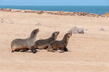 Detail of the seal colony at Cape Cross, off the skeleton coast of Namibia. clipart