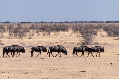 Connochaetes Taurinus adındaki mavi bir antilop sürüsünün, Etosha Ulusal Parkı, Namibya ovalarında yürüdüğünü gösteren telefoto görüntüsü..