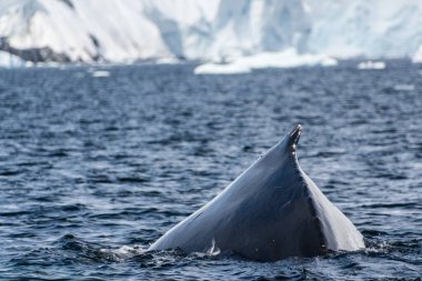 Close-up of the back and dorsal fin of a diving humpback whale -Megaptera novaeangliae. Image taken in the Graham passage, near Charlotte Bay, Antarctic Peninsula clipart