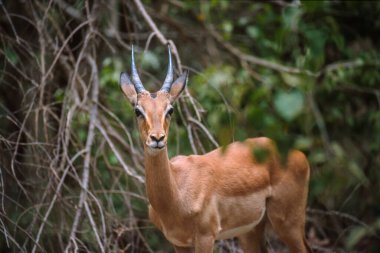 Kruger National Park, Güney Afrika, çalıların otlatma Springboks'ı.