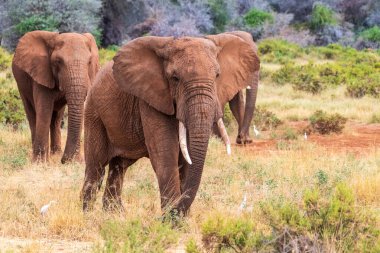 Kenya 'nın Samburu Ulusal Rezervi' ndeki Ewaso Ngiro nehrinin kıyısında otlayan üç Afrika Fili 'nin telefon hoto' su.