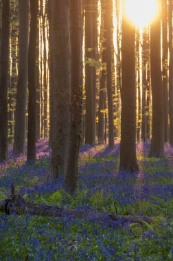 Yükselen güneş illumingating Hallerbos, bir bahar sabahı bluebells flowerbed.
