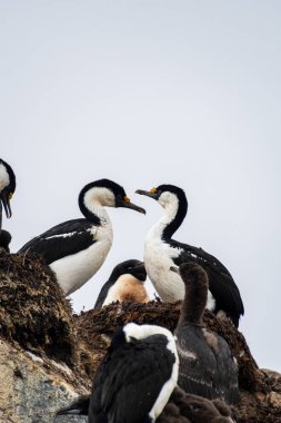 Antarktika Shag - Leucocarbo bransfieldensis 'in yakın çekimi. Antarktika Yarımadası' ndaki balık adaları yakınlarında yavrularına bakan yetişkinlerin yuvası.