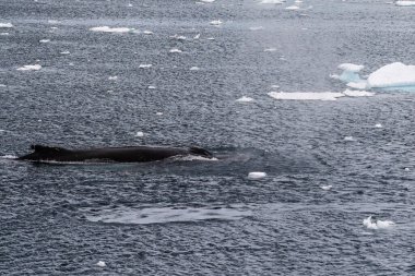 Dalış yapan bir kambur balinanın arkası Megaptera novaeanglia- sırt yüzgeci ve şişme deliği de dahil. Görüntü, Antarktika yarımadasındaki Lemaire kanalının girişinden alınmıştır..