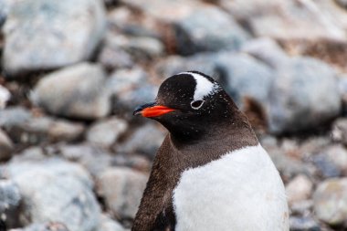 Antarktika Yarımadası 'ndaki Cuverville Adası' nda Gentoo Penguen-Pygoscelis papağanının yakın çekimi.