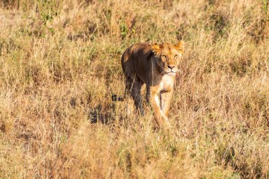 Serengeti, Tanzanya 'da dişi bir aslan olan Panthera Leo' nun telefonu.