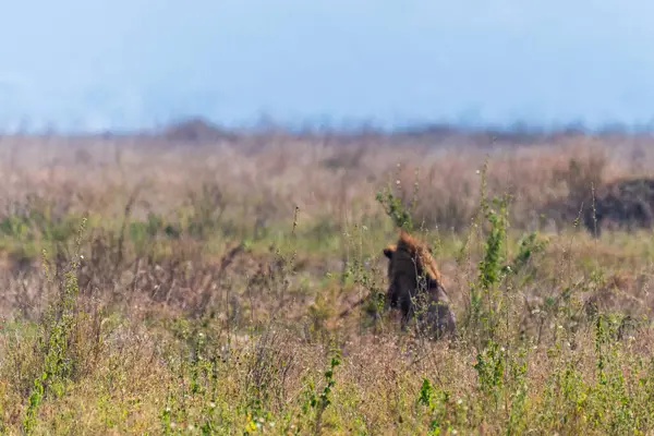 Serengeti Ulusal Parkı, Tanzanya 'da dişi ve erkek bir aslan olan Panthera Leo' nun telefon görüşmesi.