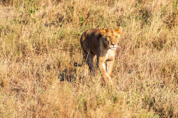Telephoto of a female lion -Panthera Leo- in the Serengeti, Tanzania