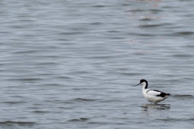 Walvis Bay, Namibya kıyıları boyunca tek bir avocet -Recurvirostra avosetta-.