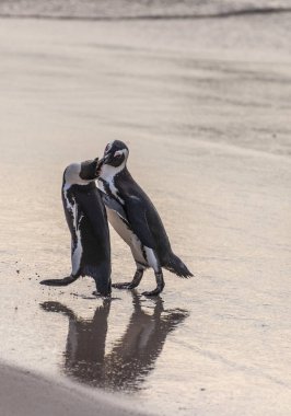 Güney Afrika 'da Boulders plajı boyunca gezinen iki Afrika Pengueni Spheniscus demersus' un telefon çekimi..
