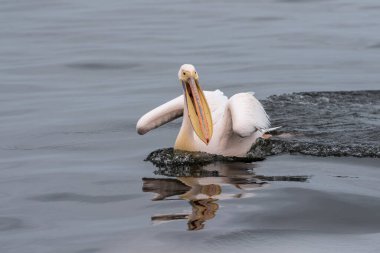 Walvis Bay, Namibya yakınlarındaki büyük beyaz pelikan -Pelecanus onocrotalus 'un telefon görüntüsü.