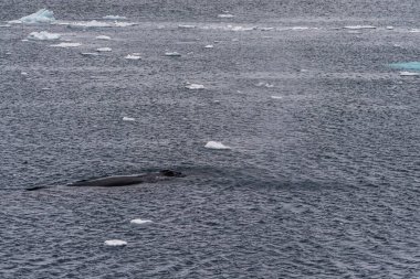 Close-up of the back of a diving humpback whale -Megaptera novaeangliae- including the dorsal fin and blow hole. Image taken inear the entrance of the Lemaire channel, in the Antarctic peninsula. clipart