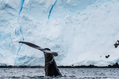 Dalış yapan bir kambur balinanın kuyruğuna yakın plan. Megaptera novaeangliae. Görüntü Graham geçidinde çekildi, Charlotte Körfezi, Antarktika Yarımadası yakınlarında..
