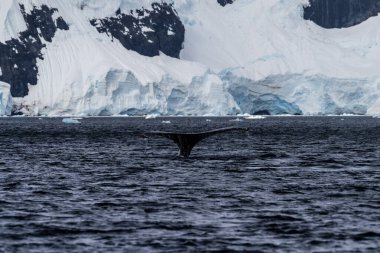 Close-up of the tail of a diving humpback whale -Megaptera novaeangliae. Image taken in the Graham passage, near Charlotte Bay, Antarctic Peninsula. clipart