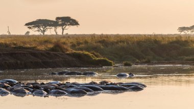 Telephoto of a hippopotamus, Hippopotamus amphibius, floating partially submerged in a hippo pool in the Serengeti National Park, Tanzania clipart